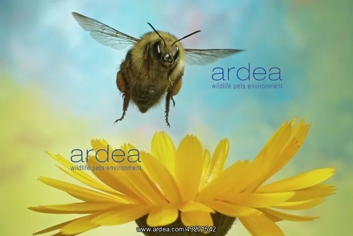 : Shrill carder bee (Bombus sylvarum), bumblebee : Shrill carder bee (Bombus sylvarum), bumblebee