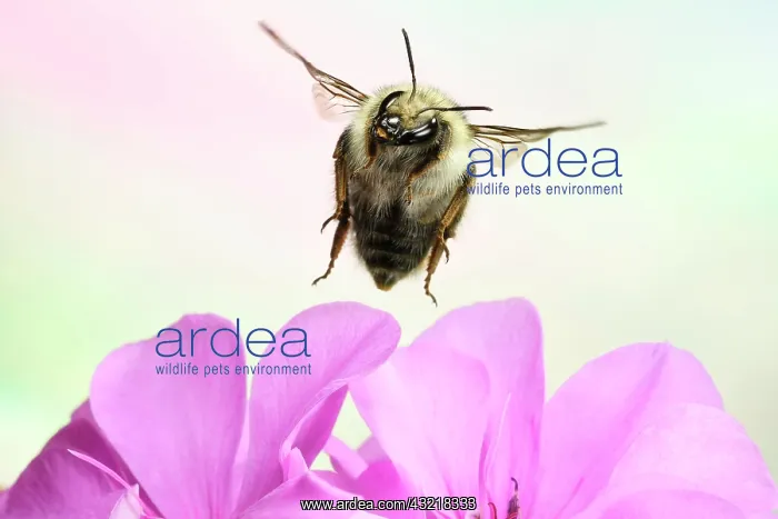 : Shrill carder bee (Bombus sylvarum), in flight : Shrill carder bee (Bombus sylvarum), in flight
