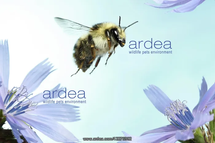  : Shrill carder bee (Bombus sylvarum), in flight on