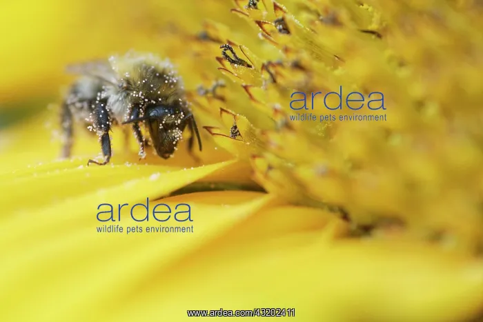 : Shrill carder bee (Bombus sylvarum) on sunflower : Shrill carder bee (Bombus sylvarum) on sunflower