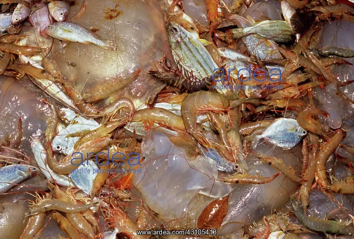 : Shrimp and bycatch : Shrimp and bycatch