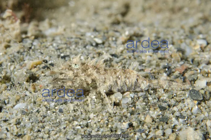: Shrimp - camouflaged on sand - Night dive, Dili : Shrimp - camouflaged on sand - Night dive, Dili