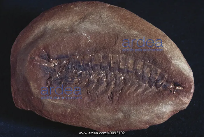 : Shrimp-like Fossil : Shrimp-like Fossil