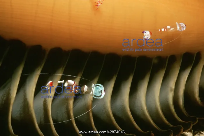 : Shrimp - Male and female shrimps living on a sea : Shrimp - Male and female shrimps living on a sea