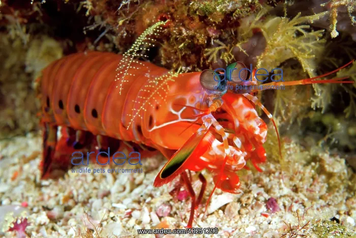 : Shrimp on ocean floor, Raja Ampat Islands : Shrimp on ocean floor, Raja Ampat Islands