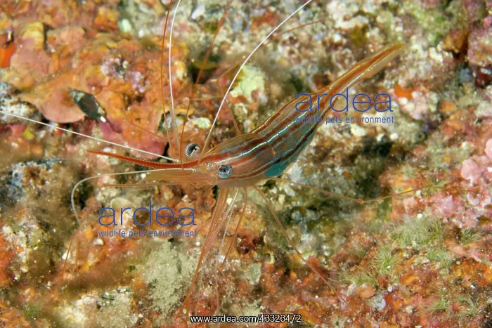  : Shrimp, Plesionika narval, Ponza Island, Italy, Tyrrhenian S