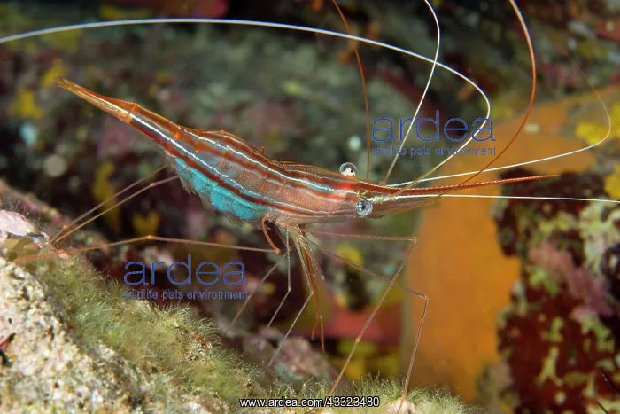 : Shrimp, Plesionika narval, Ponza Island, Italy, Tyrrhenian S : Shrimp, Plesionika narval, Ponza Island, Italy, Tyrrhenian S