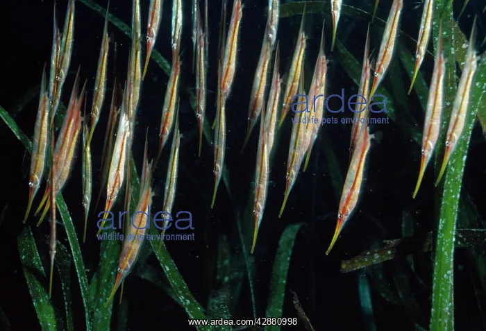 : Shrimp / Razor Fish : Shrimp / Razor Fish