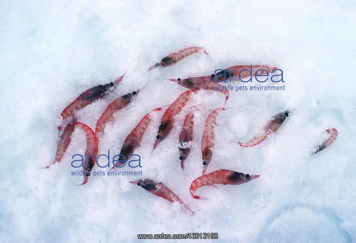 : SHRIMP - FEW SCATTERED ON SNOW : SHRIMP - FEW SCATTERED ON SNOW