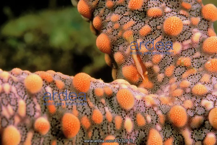: Shrimp on seastar : Shrimp on seastar