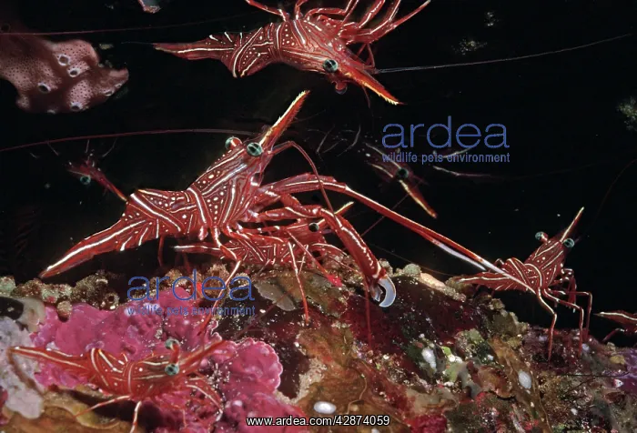 : Shrimp - this species usually occurs in large numbers : Shrimp - this species usually occurs in large numbers