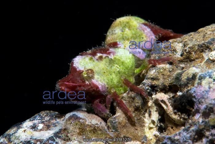 : Shrimp (Trachycaris restricta). Small Decapod of : Shrimp (Trachycaris restricta). Small Decapod of