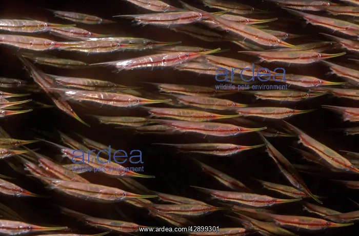 : Shrimpfishes / Razorfishes - swim in small synchronrized : Shrimpfishes / Razorfishes - swim in small synchronrized