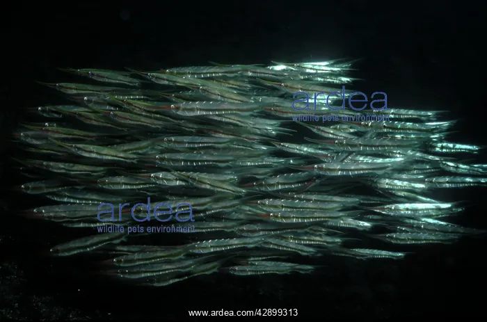 : Shrimpfishes / Razorfishes - swim in small synchronrized : Shrimpfishes / Razorfishes - swim in small synchronrized