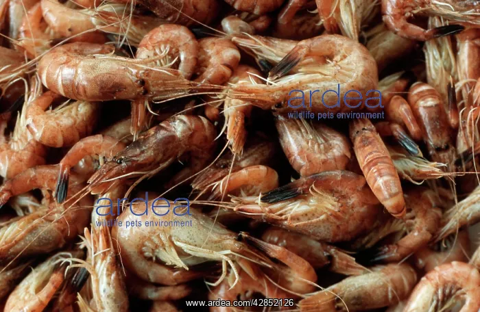 : SHRIMPS - catch, freshly cooked on fishing boat : SHRIMPS - catch, freshly cooked on fishing boat