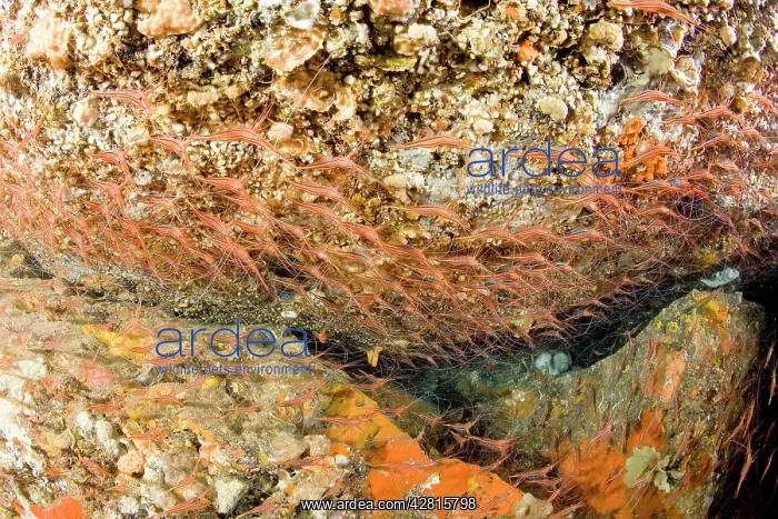 : Shrimp's cave, Narwal shrimp, Plesionika narval, Ischia Isla : Shrimp's cave, Narwal shrimp, Plesionika narval, Ischia Isla
