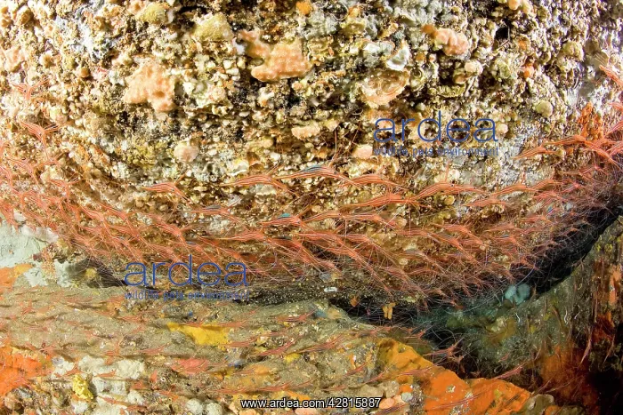 : Shrimp's cave, Narwal shrimp, Plesionika narval, Ischia Isla : Shrimp's cave, Narwal shrimp, Plesionika narval, Ischia Isla