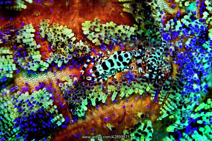 : Shrimps - found exclusively in the venomous Sea : Shrimps - found exclusively in the venomous Sea