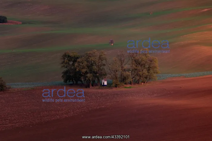 : A shrine standing in a grove in the fields : A shrine standing in a grove in the fields