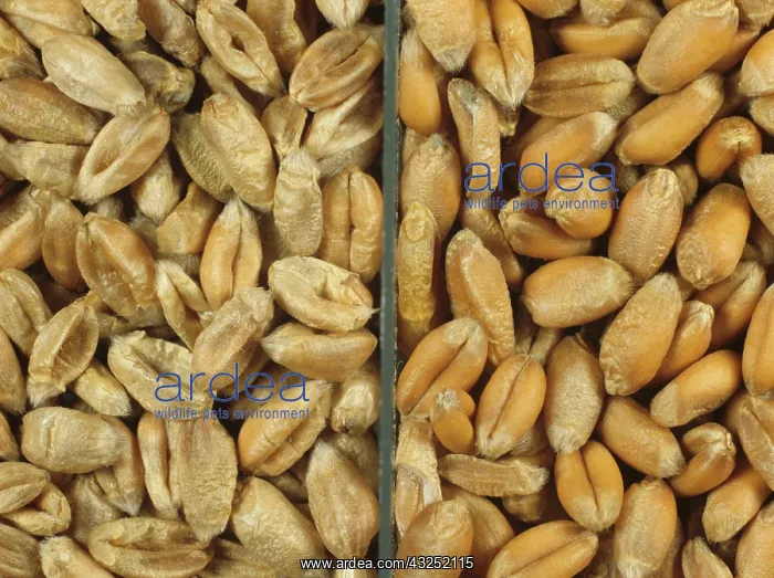 : Shriveled Wheat grain compared with healthy grain : Shriveled Wheat grain compared with healthy grain