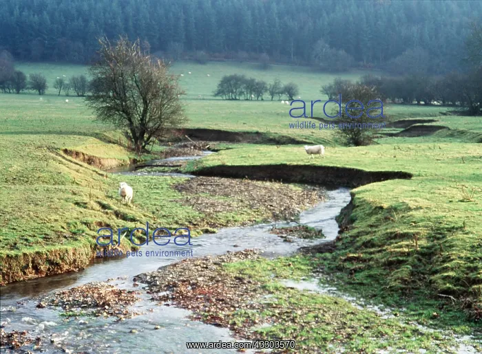 : SHROPSHIRE - River Usk in unspoilt sheep-grazed pastures : SHROPSHIRE - River Usk in unspoilt sheep-grazed pastures