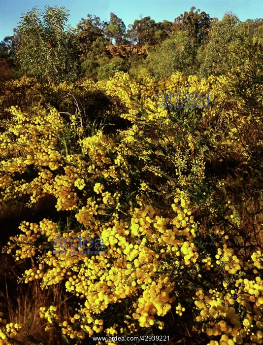: Shrub wattle (Acacia conferta), Kumberilla sandstone : Shrub wattle (Acacia conferta), Kumberilla sandstone