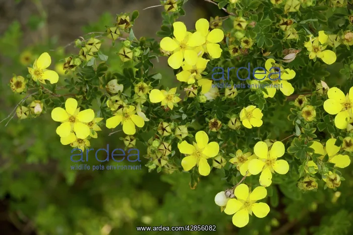 : Shrubby cinquefoil : Shrubby cinquefoil