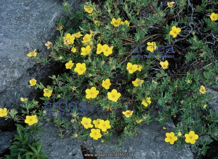 : Shrubby Cinquefoil - growing in Limestone pavement : Shrubby Cinquefoil - growing in Limestone pavement