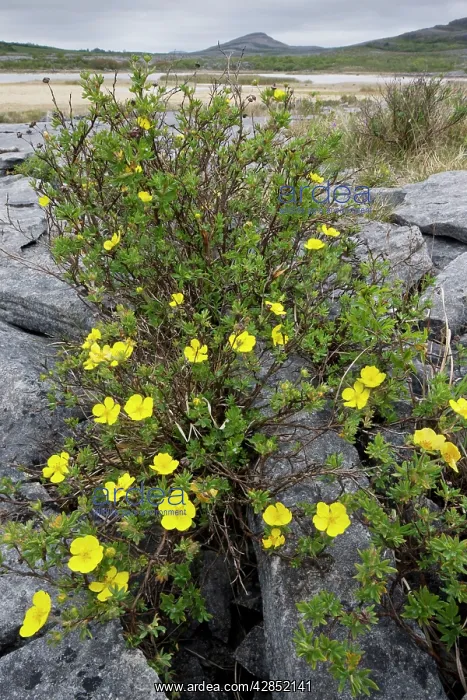 : Shrubby Cinquefoil - growing in limestone pavement : Shrubby Cinquefoil - growing in limestone pavement