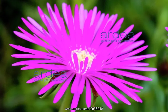 : Shrubby Mesemb flower - close up : Shrubby Mesemb flower - close up