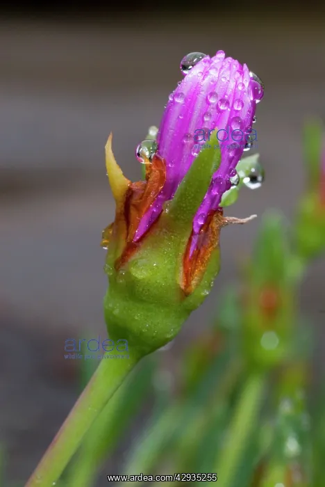 : Shrubby Mesemb Flower -close up of closed flower : Shrubby Mesemb Flower -close up of closed flower