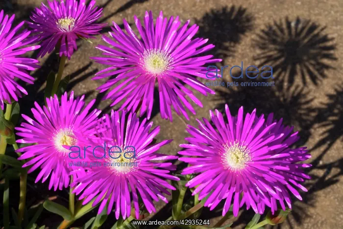 : Shrubby Mesemb flowers : Shrubby Mesemb flowers