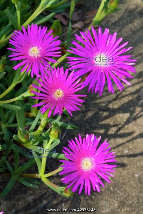 : Shrubby Mesemb flowers : Shrubby Mesemb flowers