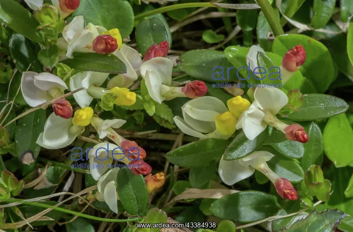 : Shrubby milkwort, Polygala chamaebuxus, in flower. Alps : Shrubby milkwort, Polygala chamaebuxus, in flower. Alps