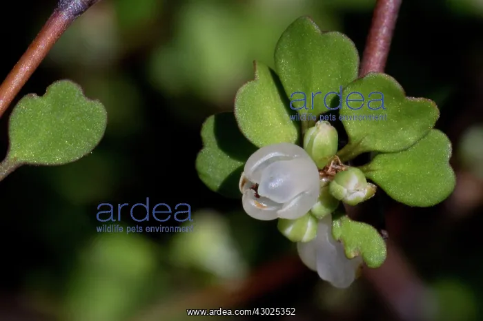  : Shrubby Tororaro