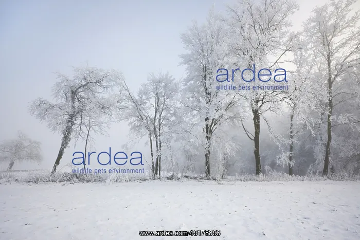 : Shrubs and trees in hoarfrost and fog : Shrubs and trees in hoarfrost and fog