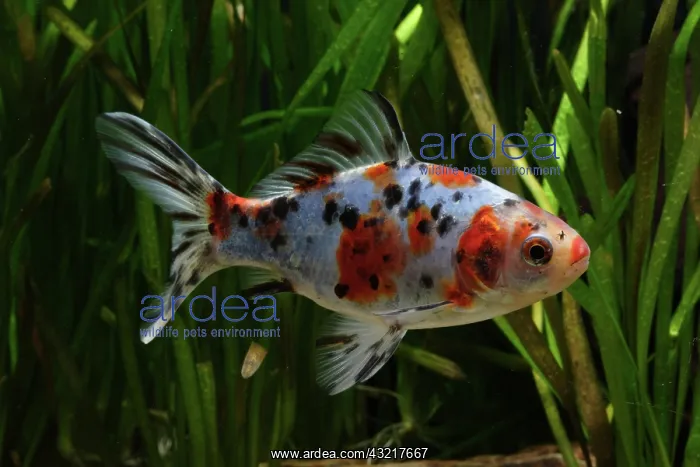 : Shubunkin calico Goldfish : Shubunkin calico Goldfish