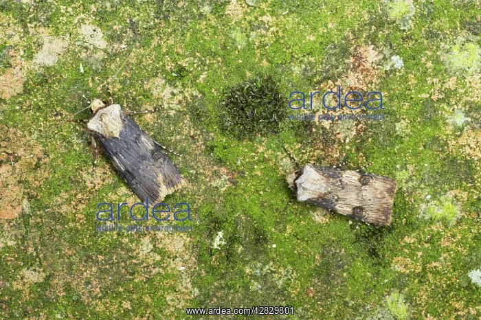 : Shuttle Shaped Dart - Male and Female showing sexual : Shuttle Shaped Dart - Male and Female showing sexual