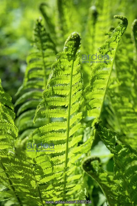  : Shuttlecock fern, Matteuccia struthiopteris, Side