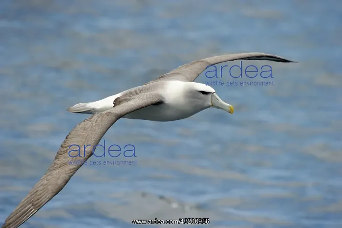 : Shy Albatross : Shy Albatross