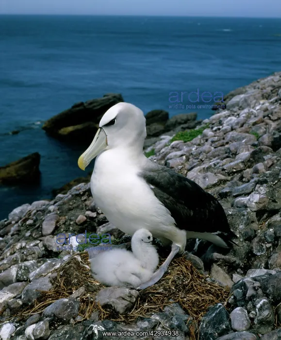 : Shy albatross and chick on nest : Shy albatross and chick on nest