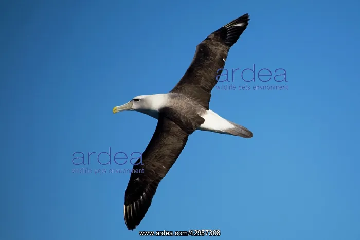 : Shy Albatross in flight : Shy Albatross in flight