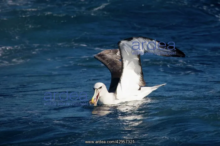  : Shy Albatross with food - At sea