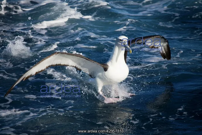 : Shy Albatross landing : Shy Albatross landing