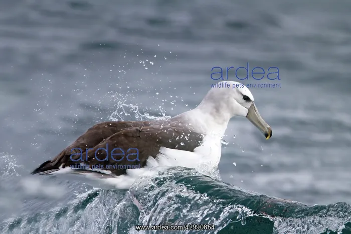 : Shy Albatross / Mollymawk - riding a wave on the sea : Shy Albatross / Mollymawk - riding a wave on the sea