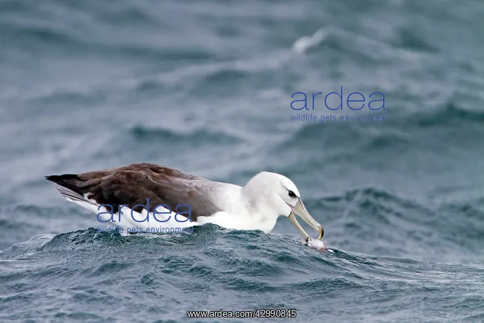: Shy Albatross / Mollymawk - sitting on the sea eating prey : Shy Albatross / Mollymawk - sitting on the sea eating prey