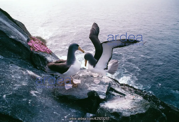 : Shy Albatross 'MollymawkI - pair greeting at nest : Shy Albatross 'MollymawkI - pair greeting at nest