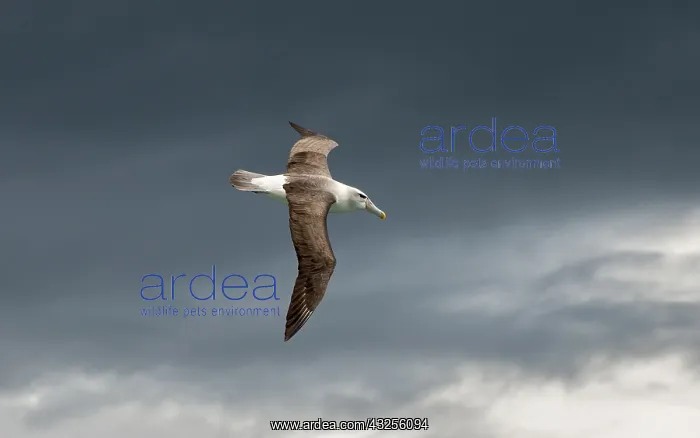  : Shy Albatross (Thalassarche cauta) or White-cap