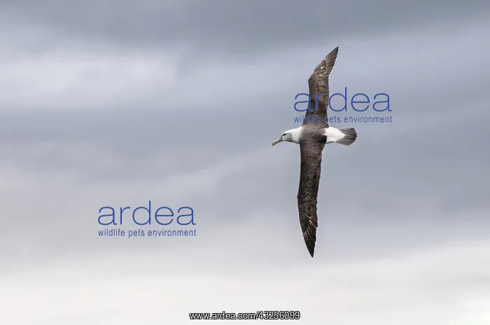 : Shy Albatross (Thalassarche cauta) or White-cap : Shy Albatross (Thalassarche cauta) or White-cap