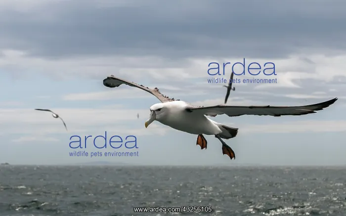 : Shy Albatross (Thalassarche cauta) or White-cap : Shy Albatross (Thalassarche cauta) or White-cap